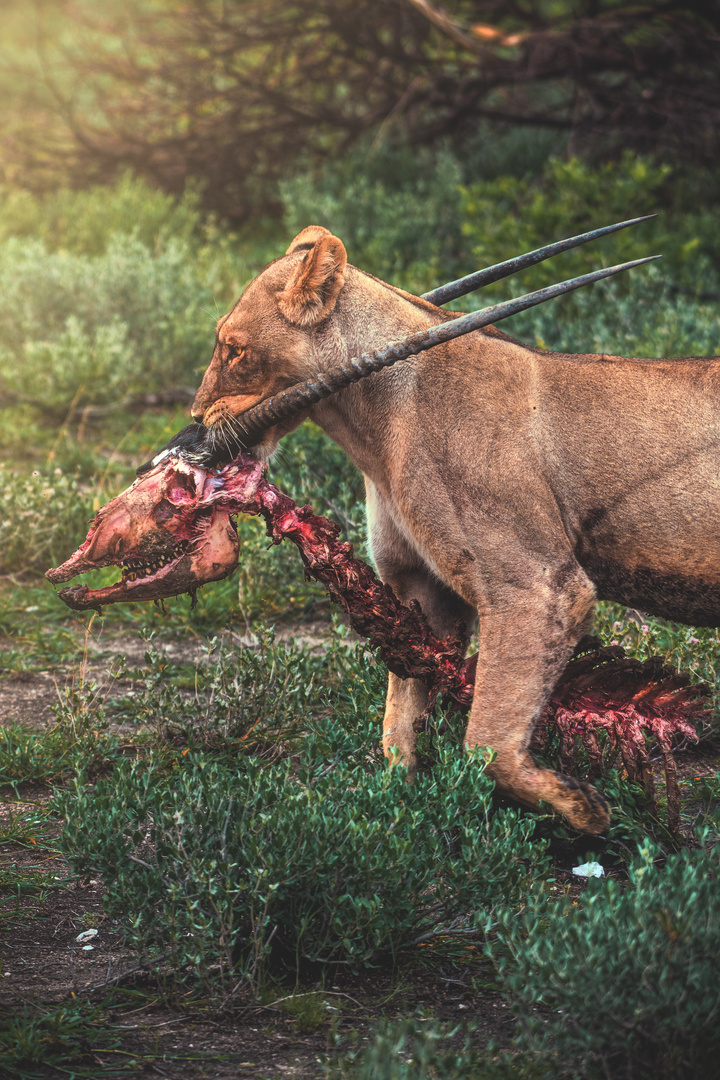 Namibia - Prey