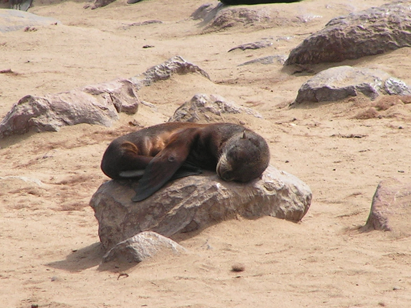 Namibia - schlafendes Robbenbaby