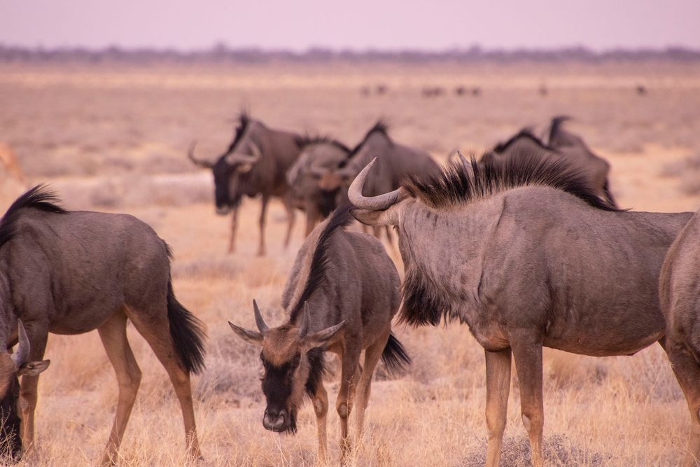 Namibia Series 06