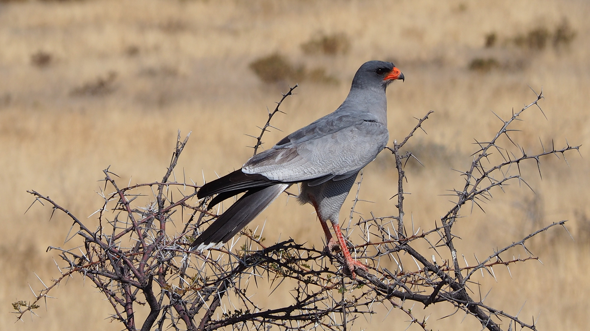 Namibia Singhabicht Etocha Nationalpark