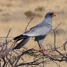 Namibia Singhabicht Etocha Nationalpark