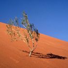 Namibia: Sossousvlei