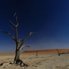 Namibia: Sossusvlei/ Deadvlei, h. Deadvlei