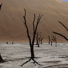 Namibia: Sossusvlei/ Deadvlei, h. Deadvlei