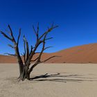 Namibia: Sossusvlei/ Deadvlei, h. Deadvlei
