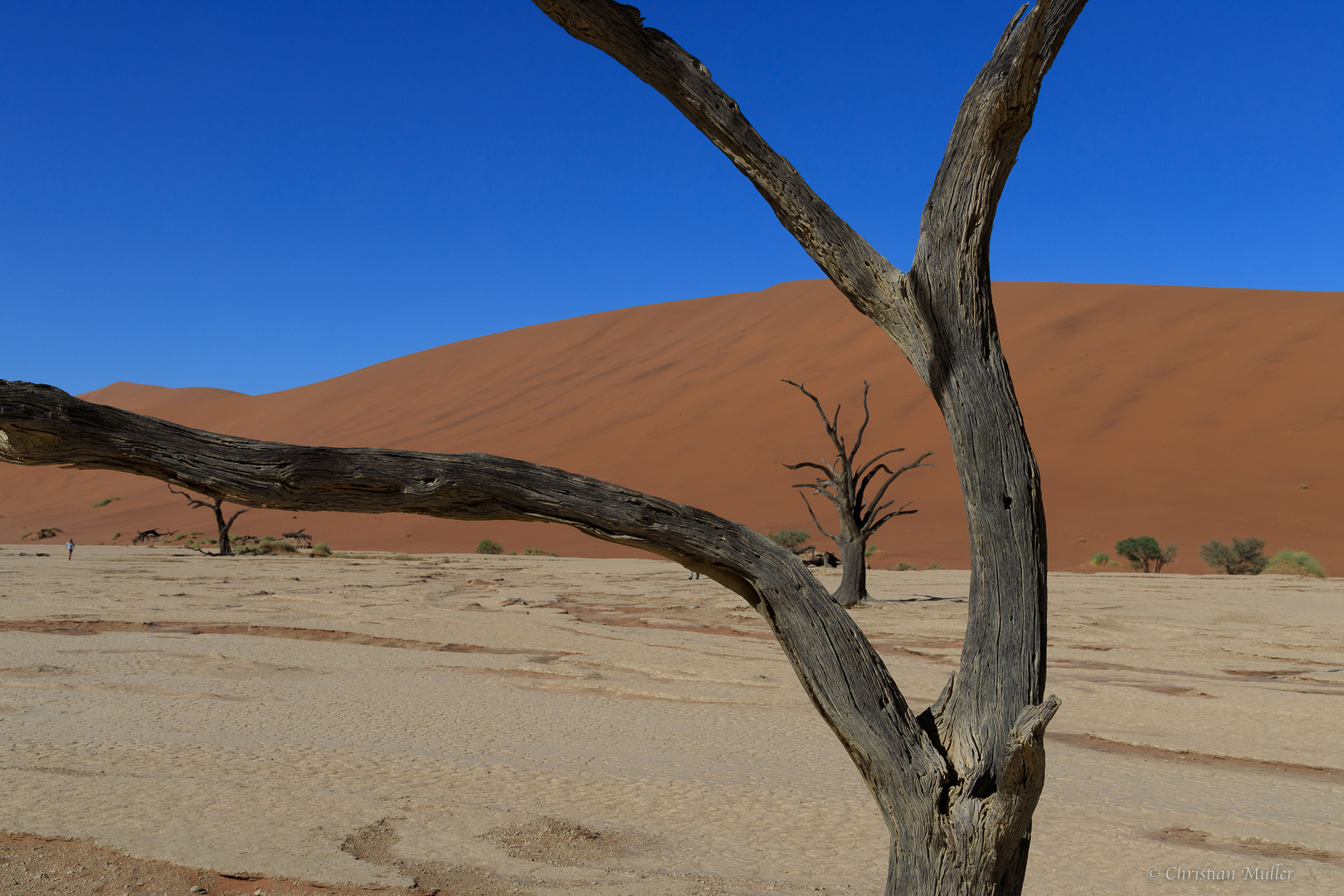 Namibia: Sossusvlei/ Deadvlei, h. Deadvlei