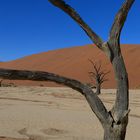 Namibia: Sossusvlei/ Deadvlei, h. Deadvlei