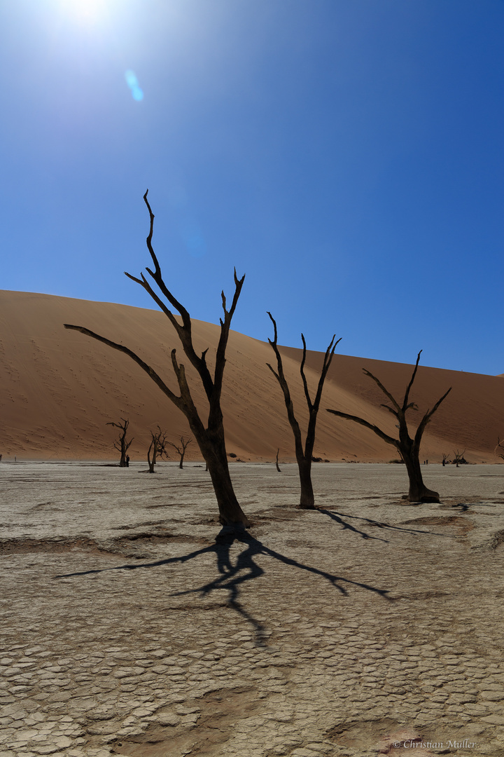 Namibia: Sossusvlei/ Deadvlei, h. Deadvlei