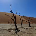 Namibia: Sossusvlei/ Deadvlei, h. Deadvlei