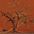 NAMIBIA Sossusvlei Düne 45