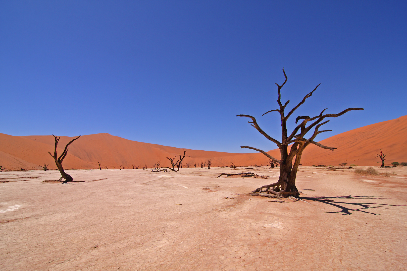 Namibia, Sossusvlei National Park, Dead Vlei