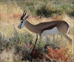 Namibia: Springbock