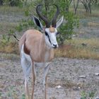 Namibia Springbock