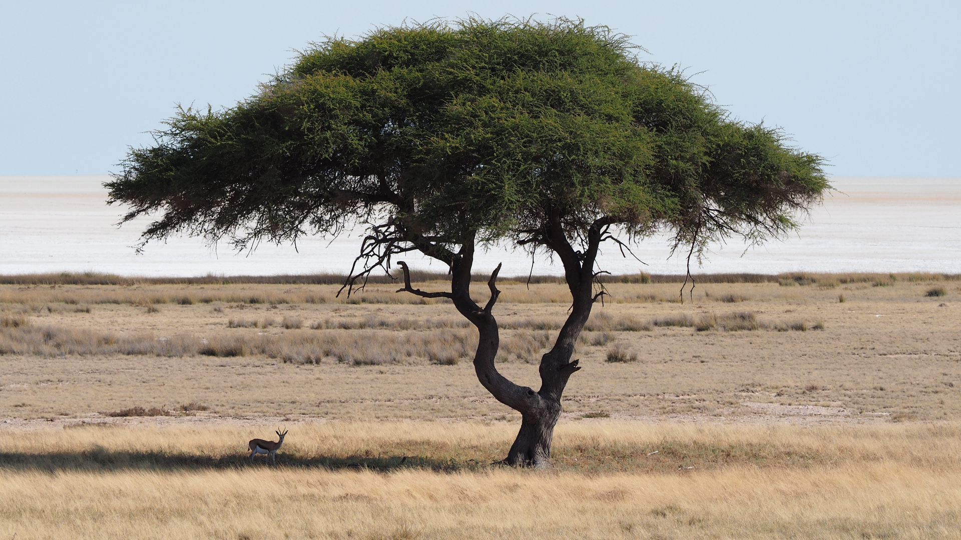 Namibia Springbock Etocha Nationalpark