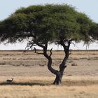 Namibia Springbock Etocha Nationalpark