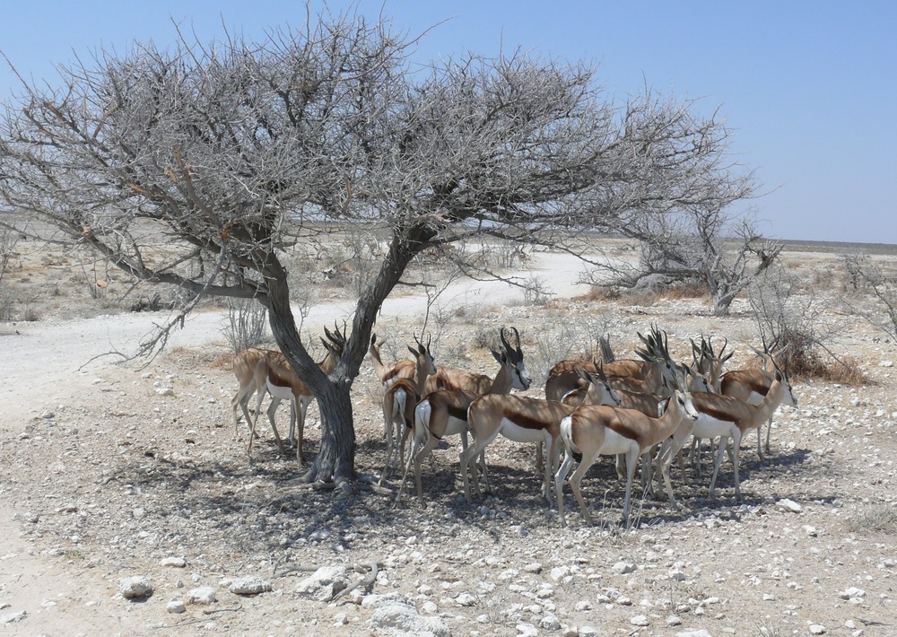 Namibia - Springböcke