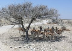 Namibia - Springböcke