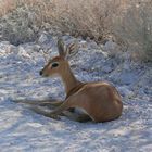 Namibia - Steinbock