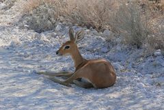 Namibia - Steinbock