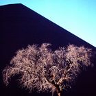 namibia tree