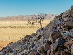 Namibia Tree