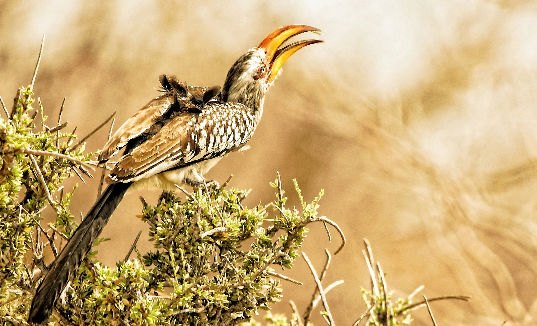 Namibia, Tukan