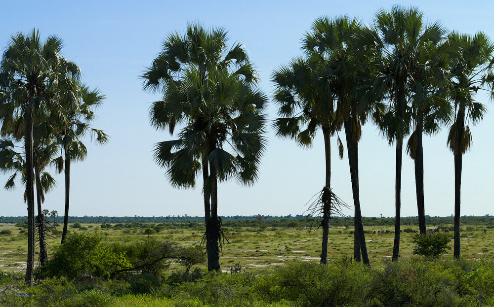 Namibia - Twee Palms in der Etosha Pan