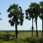 Namibia - Twee Palms in der Etosha Pan