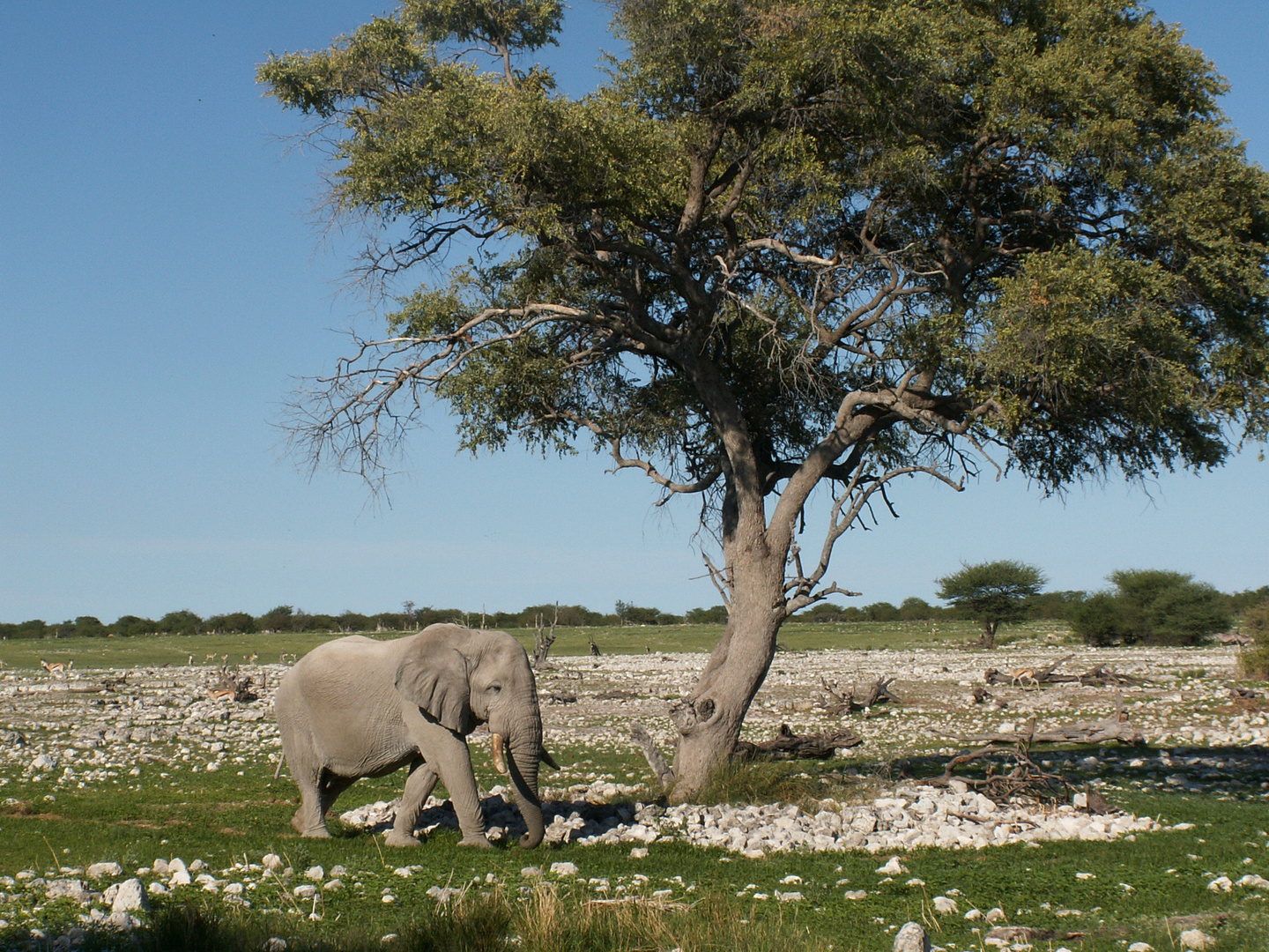 Namibia - und ich dachte immer Elefanten sind groß