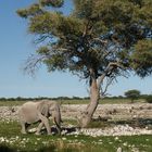 Namibia - und ich dachte immer Elefanten sind groß