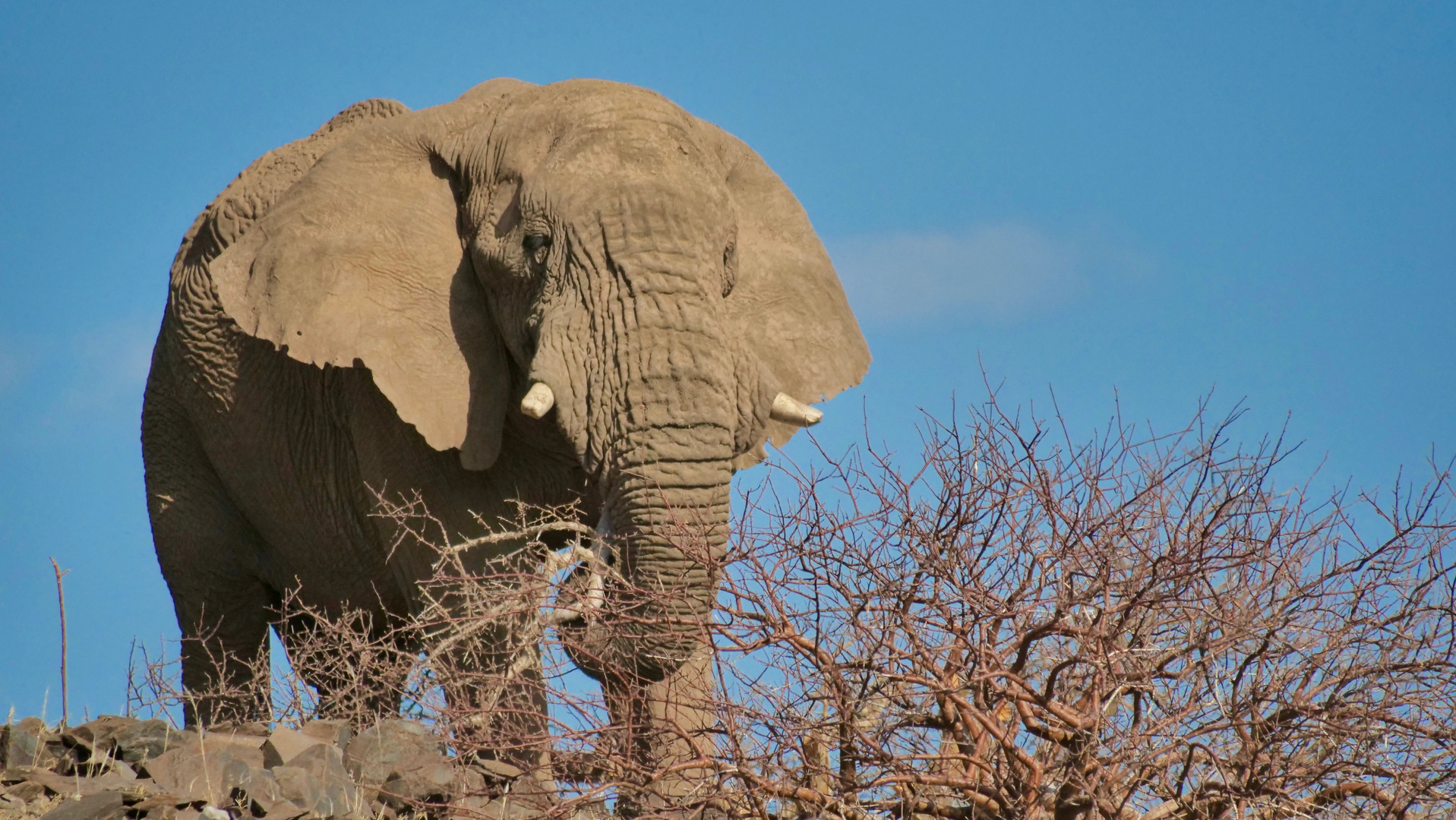 Namibia - unser erster Elefant in freier Wildbahn