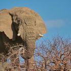 Namibia - unser erster Elefant in freier Wildbahn