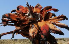 Namibia - Verbrannt - und trotzdem noch schön