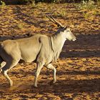 NAMIBIA Waterberg Plateau