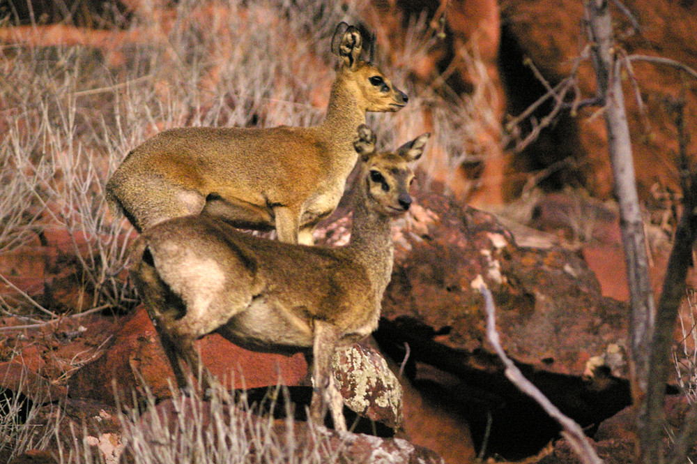 NAMIBIA Waterberg Plateau 2