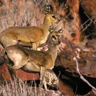 NAMIBIA Waterberg Plateau 2