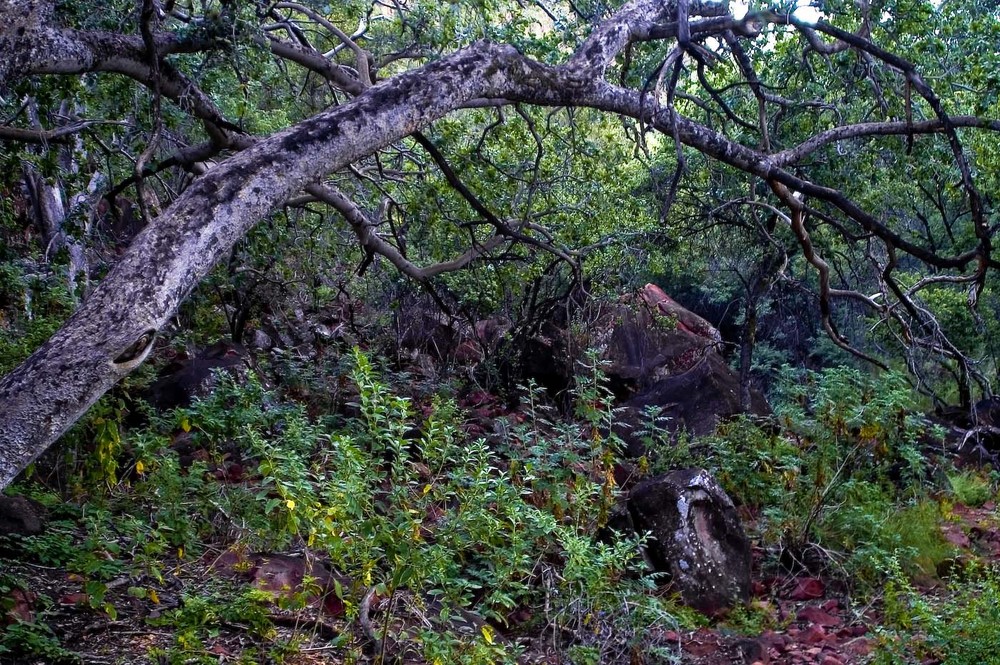 Namibia - Waterberg Plateau Park, Urwald 2