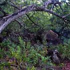 Namibia - Waterberg Plateau Park, Urwald 2