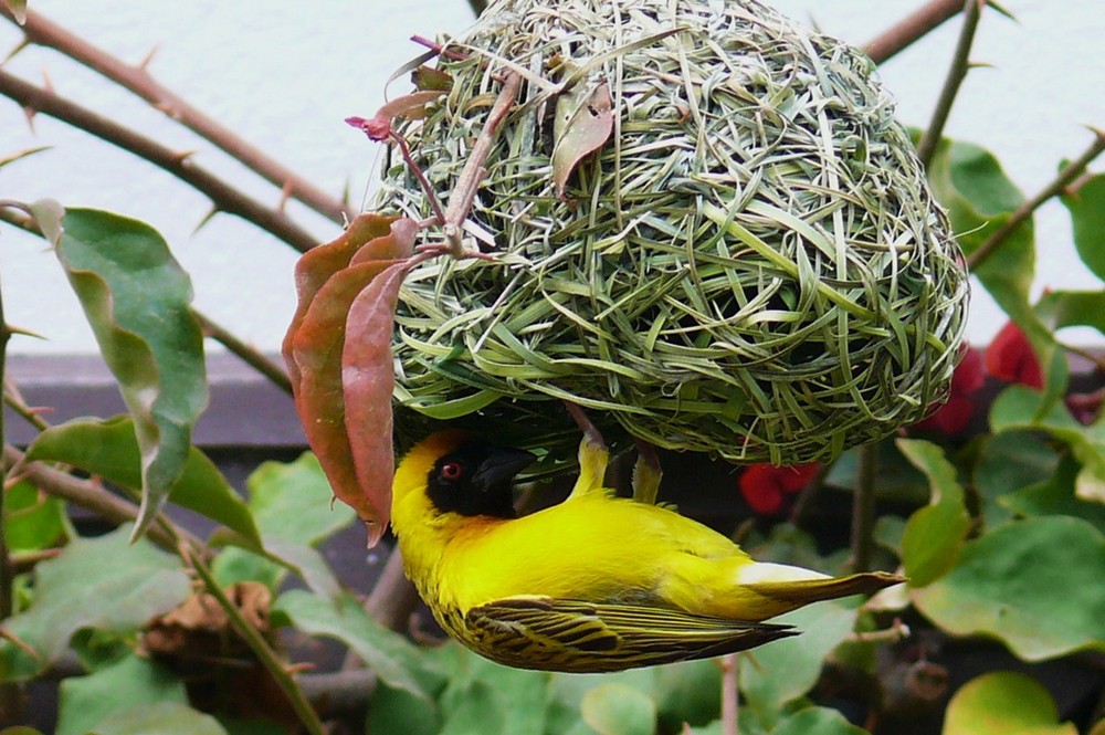 Namibia - Webervogel