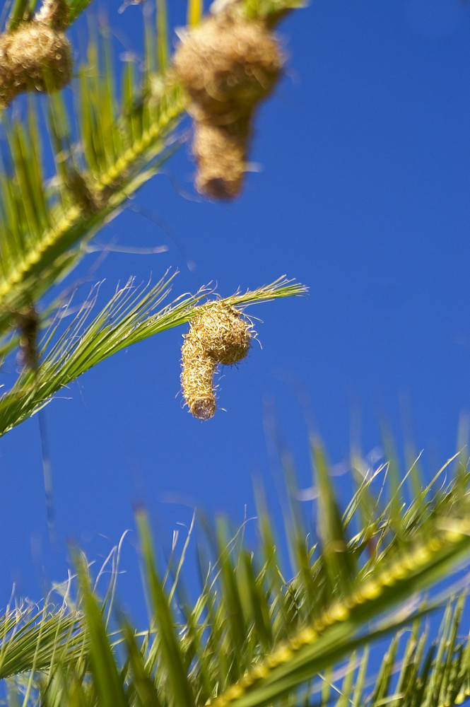 Namibia - Webervogelnest in recht eigenwilliger Form