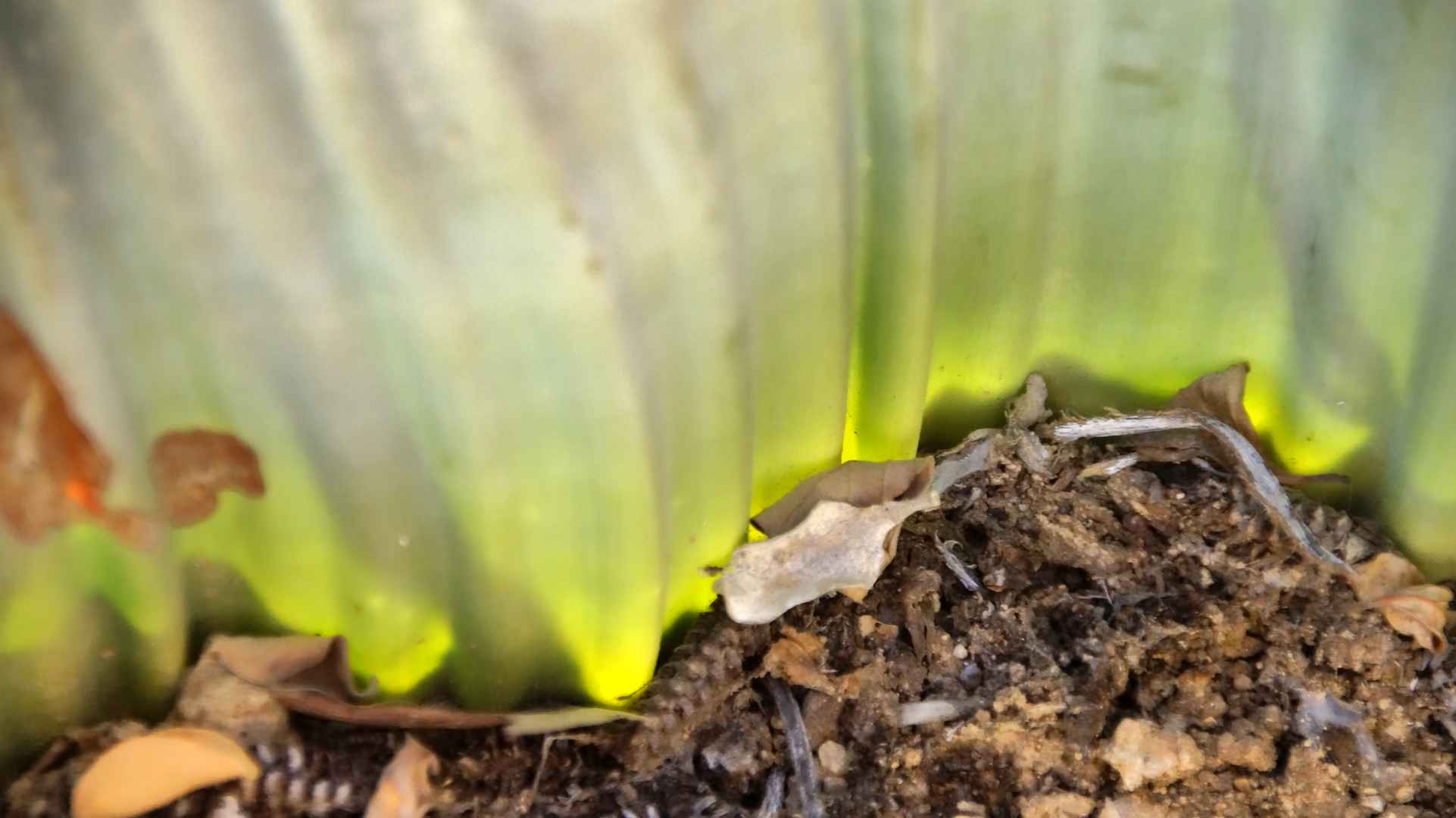 Namibia Welwitschia