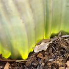 Namibia Welwitschia