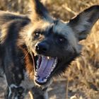 Namibia - Wild dog