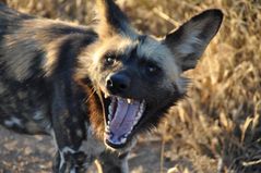 Namibia - Wild dog