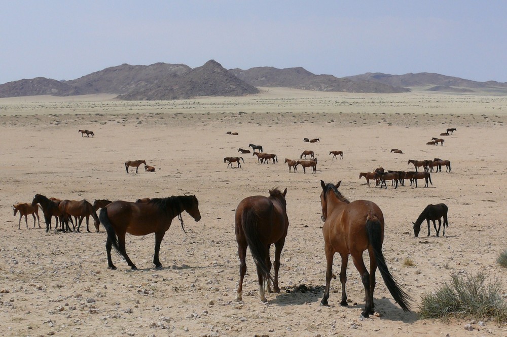 Namibia - Wild Horses in Garub