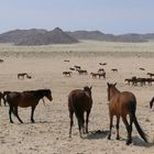 Namibia - Wild Horses in Garub