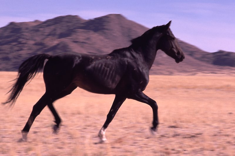 NAMIBIA: Wildpferd bei Aus (so nah kam ich nie wieder)