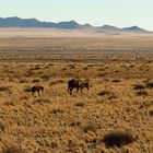 Namibia. Wildpferde.