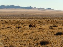 Namibia. Wildpferde.