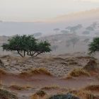 Namibia Wüste 